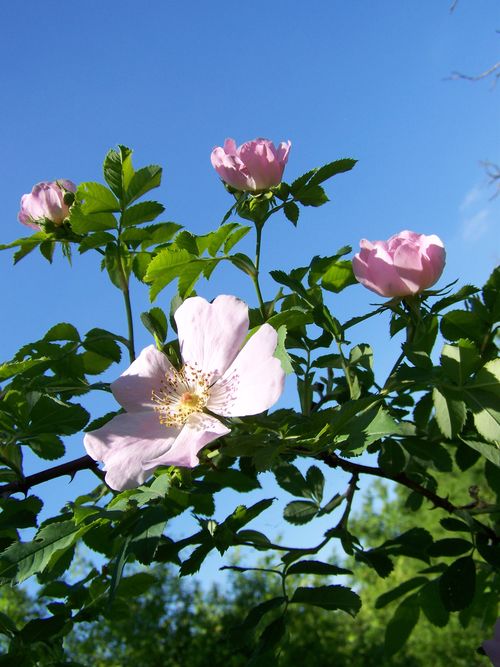 Beautiful pink flowers against a blue sky