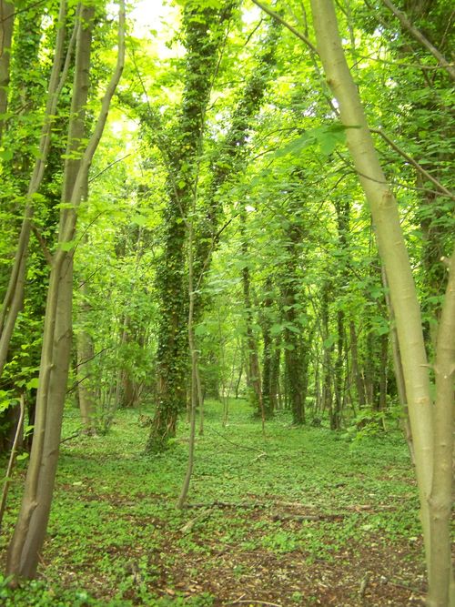 Woodland image - tall trees and lots of green colours
