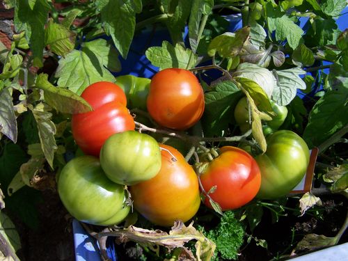 Tomatoes at different stages of ripeness