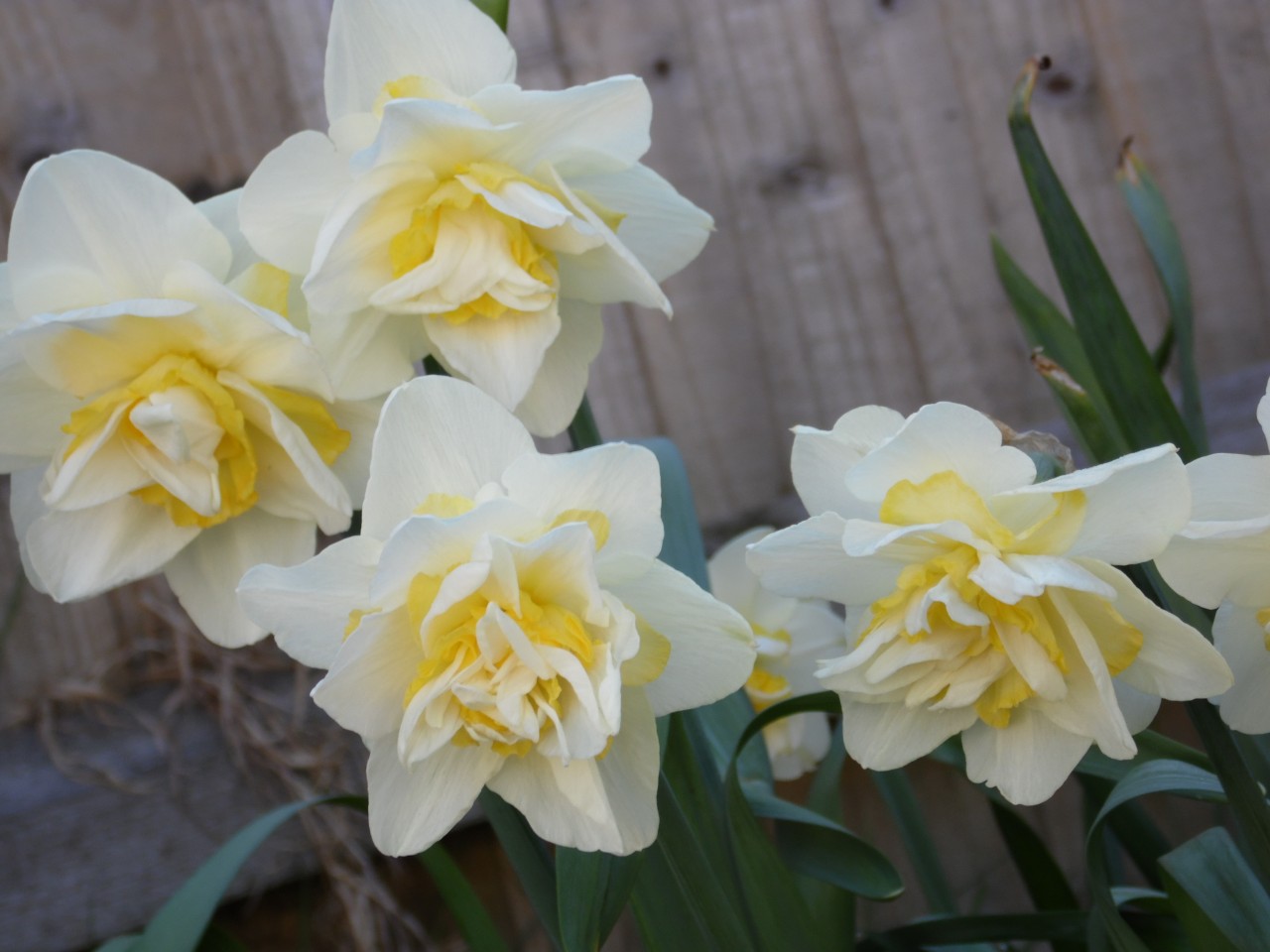Pick Daffodils to Bring Spring Colours into Your Home