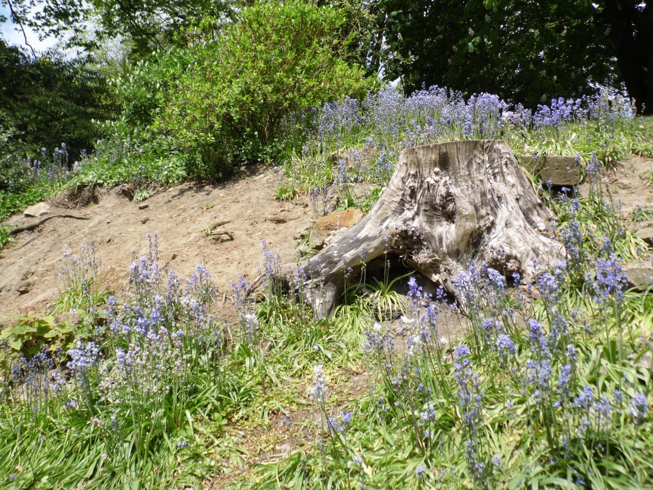 Bluebells and Old Tree Stump